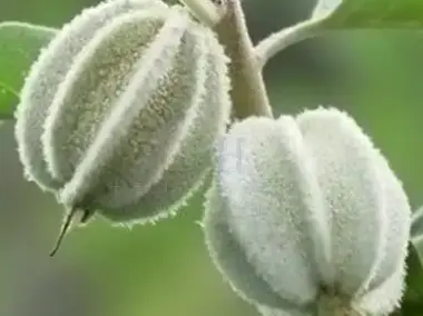 翅果油软胶囊图片