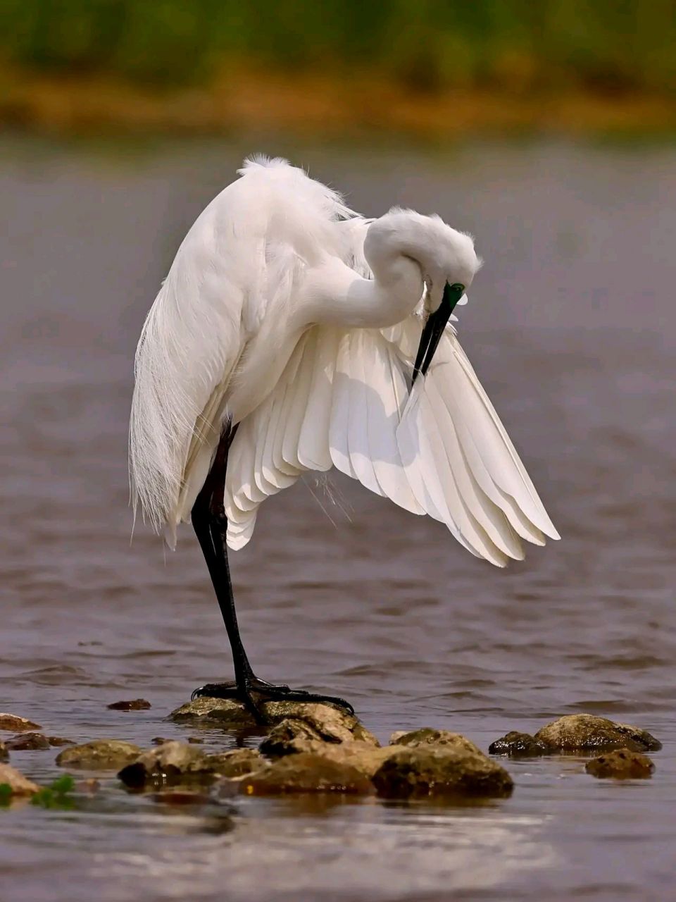 万物有灵 | 鹭鸶 鹭鸶(ardeidae)是鹭科的鸟类,为大,中型涉禽.