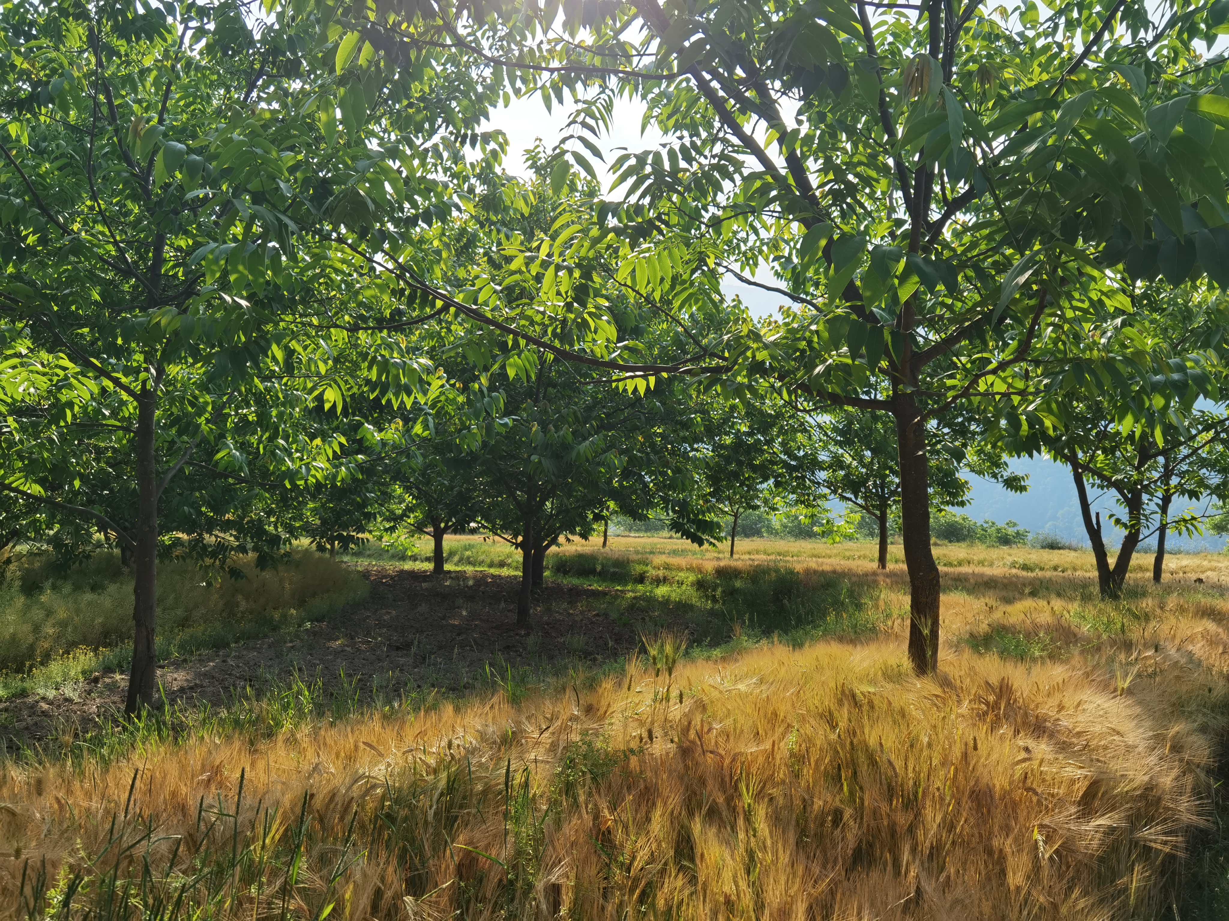 核桃林换装迎丰收