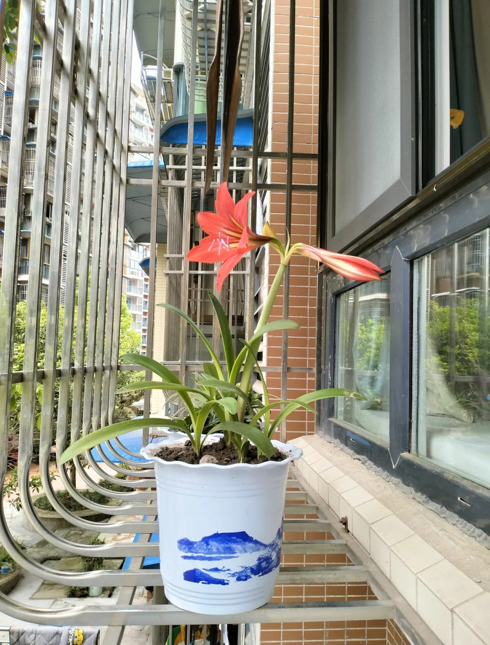 原来我移栽这盆"朱顶红"学名叫"对兰"[害羞]它和朱顶红同属石蒜科