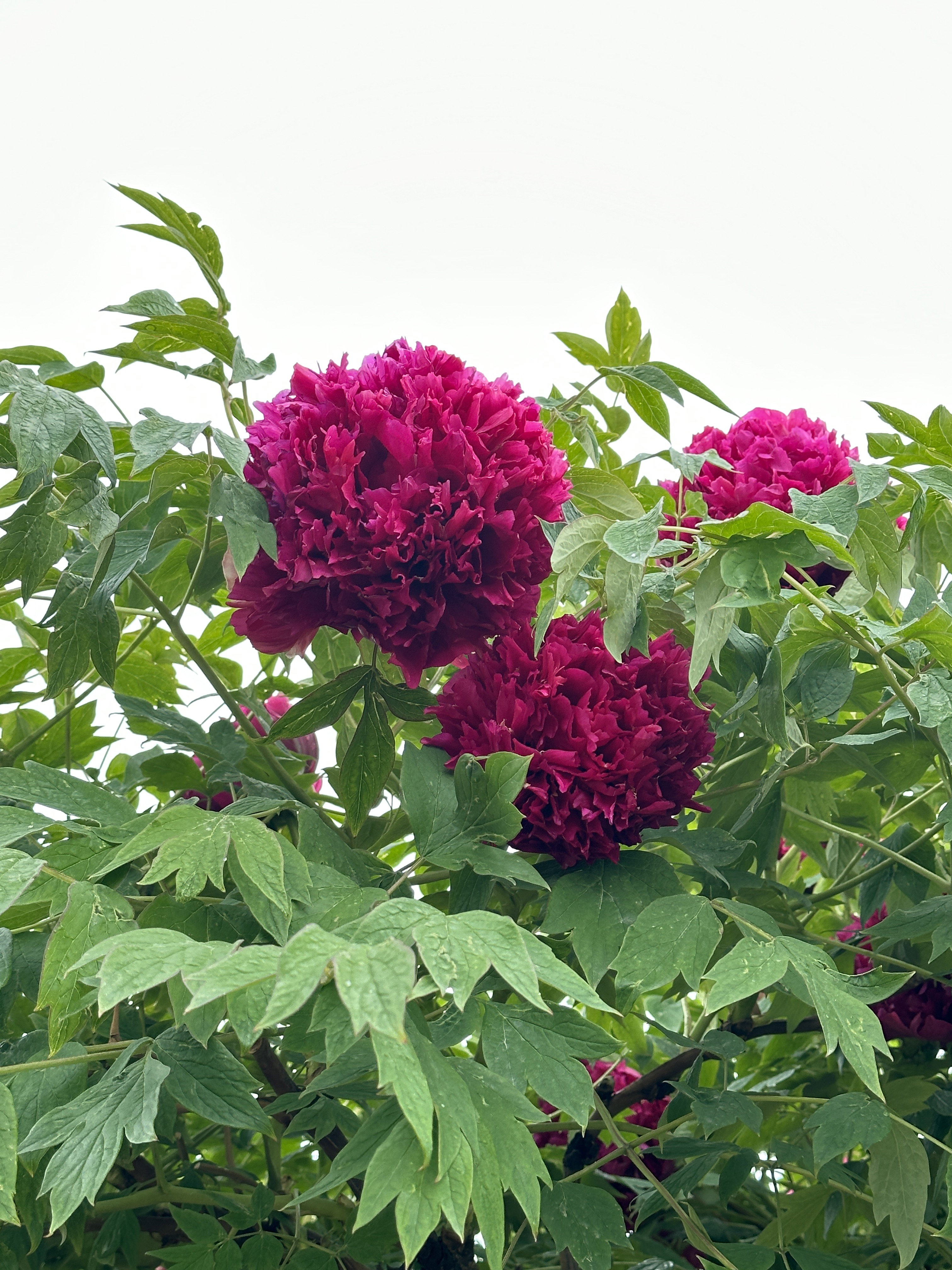 原生百年紫斑牡丹艳春