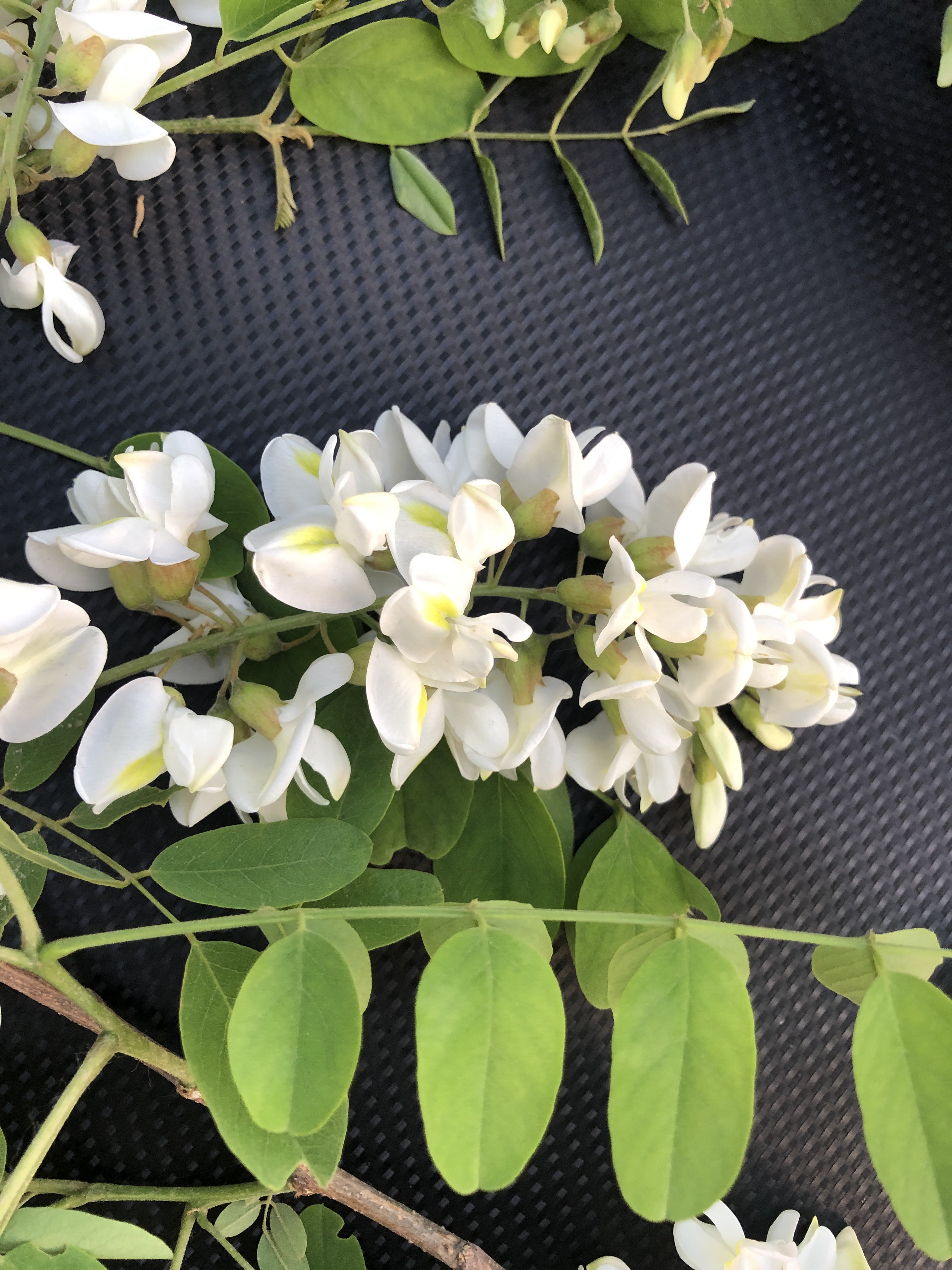 太喜欢这槐花的香味儿了 准备入手槐花香味儿的香水[嘻嘻]  中午吃了