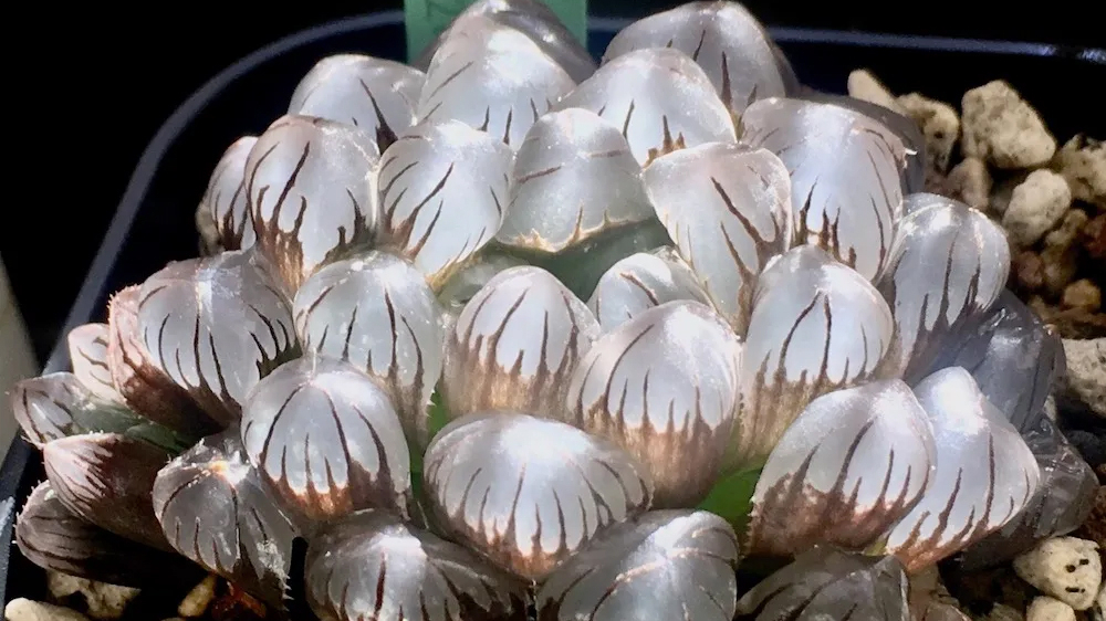 黑肌玉露栽培全攻略|桌面多肉植物的养护秘诀