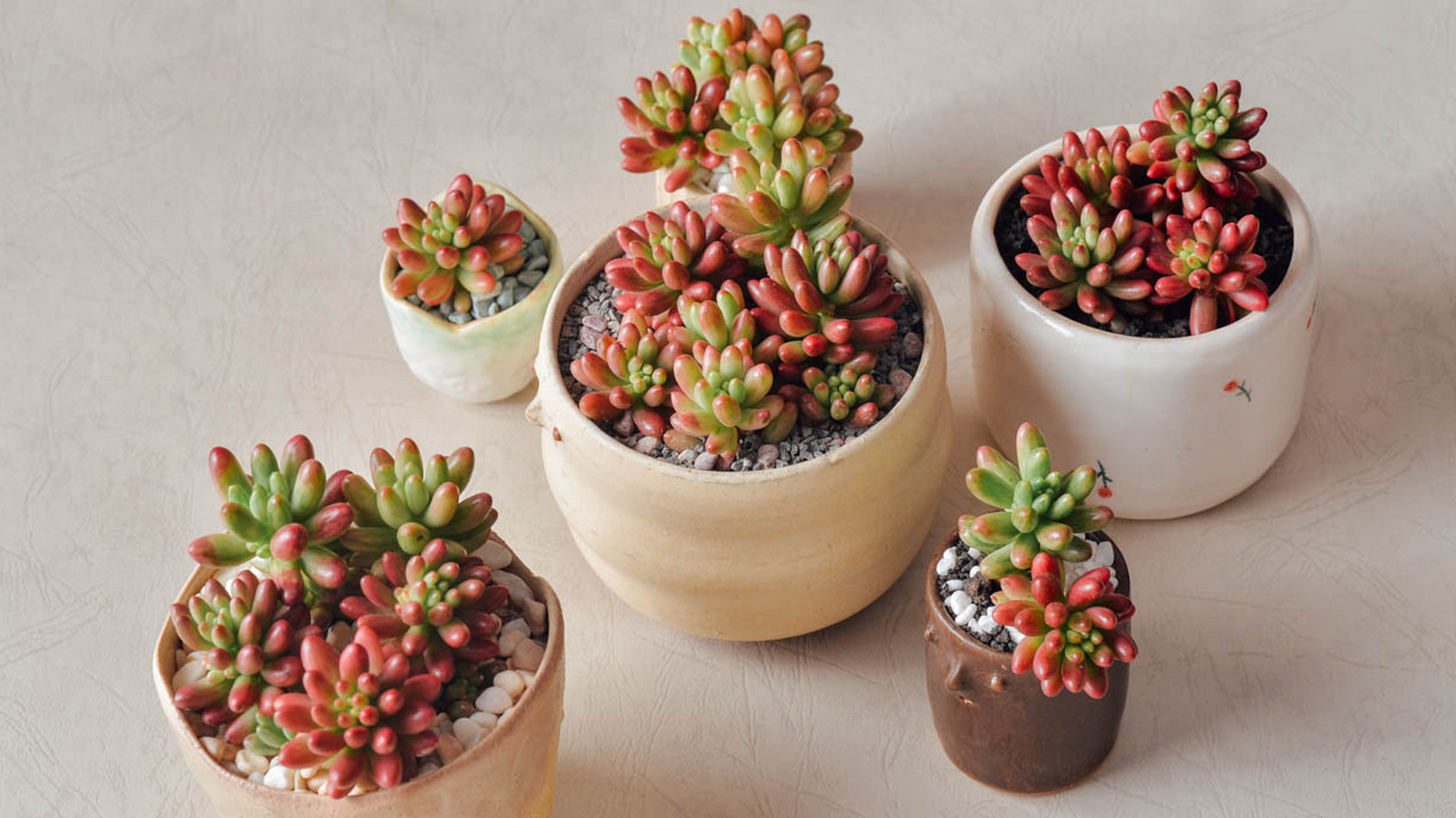 虹之玉锦,像糖果一样美丽的多肉王者!色泽艳丽多变.