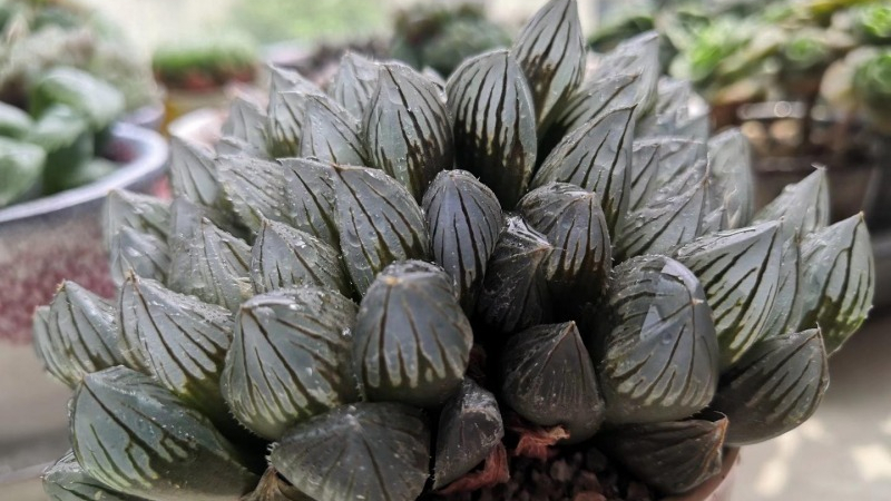 黑肌玉露栽培全攻略|桌面多肉植物的养护秘诀