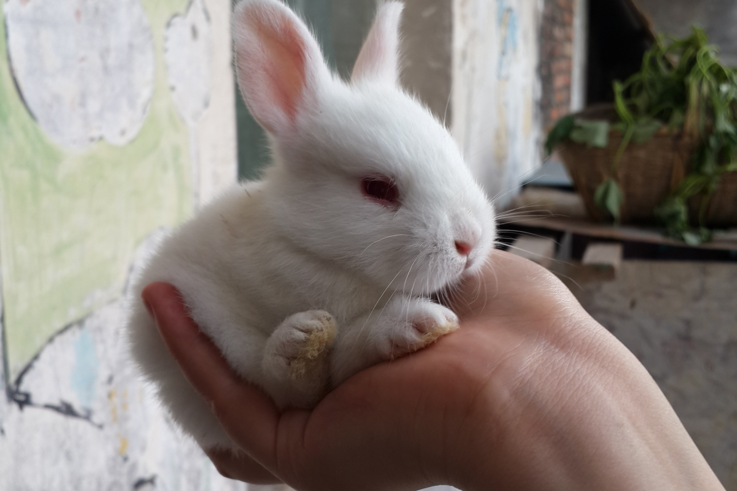 尾巴短短的像个小球球不仅是人们的宠