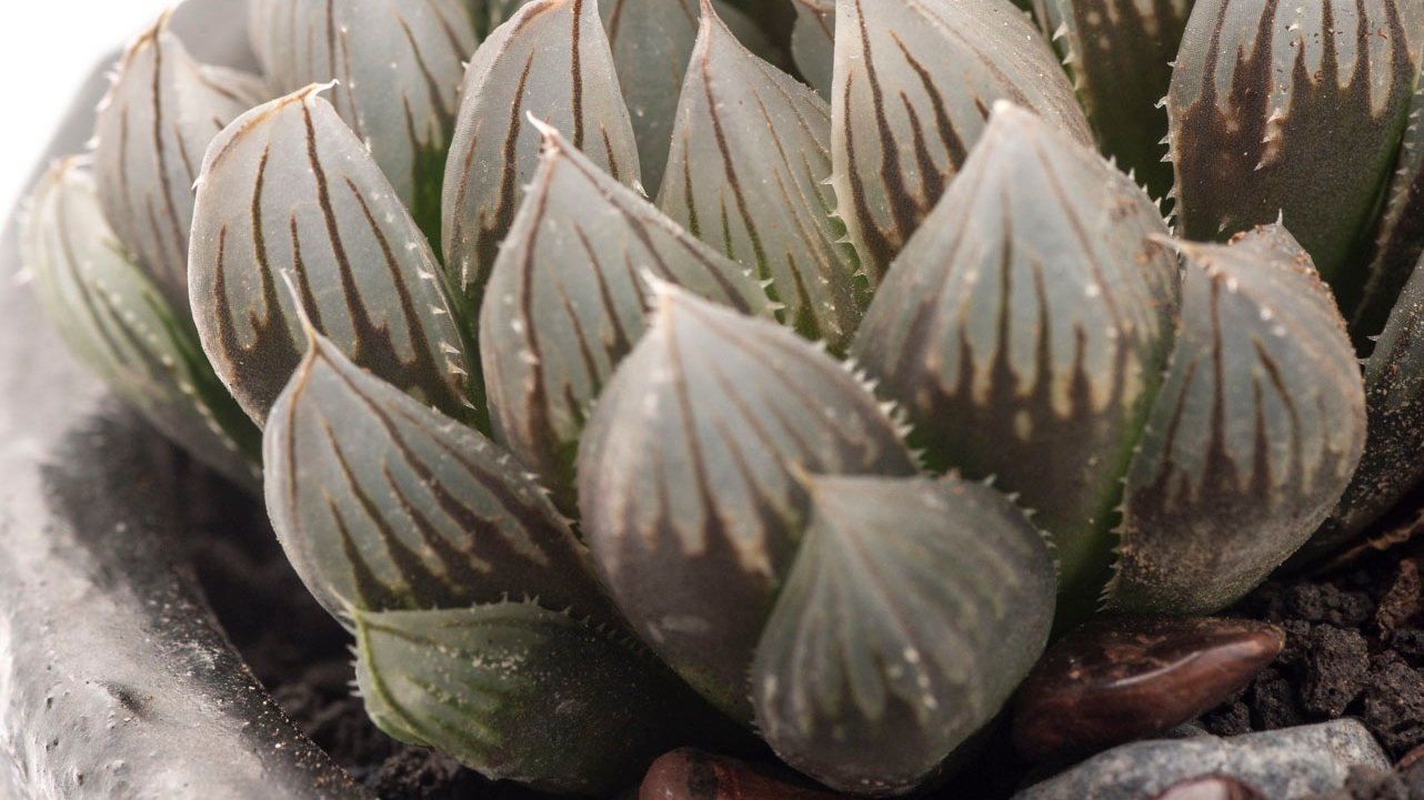 黑肌玉露栽培全攻略|桌面多肉植物的养护秘诀