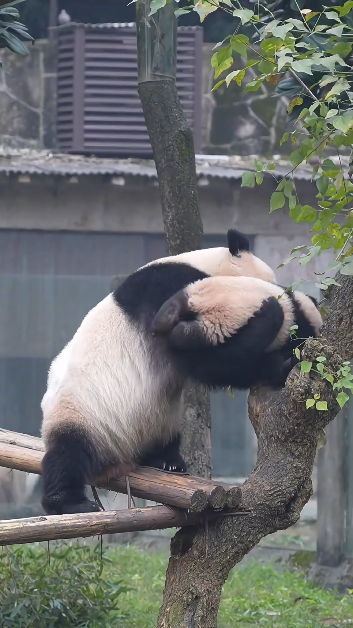 蹬鼻子上脸的图片愤怒图片