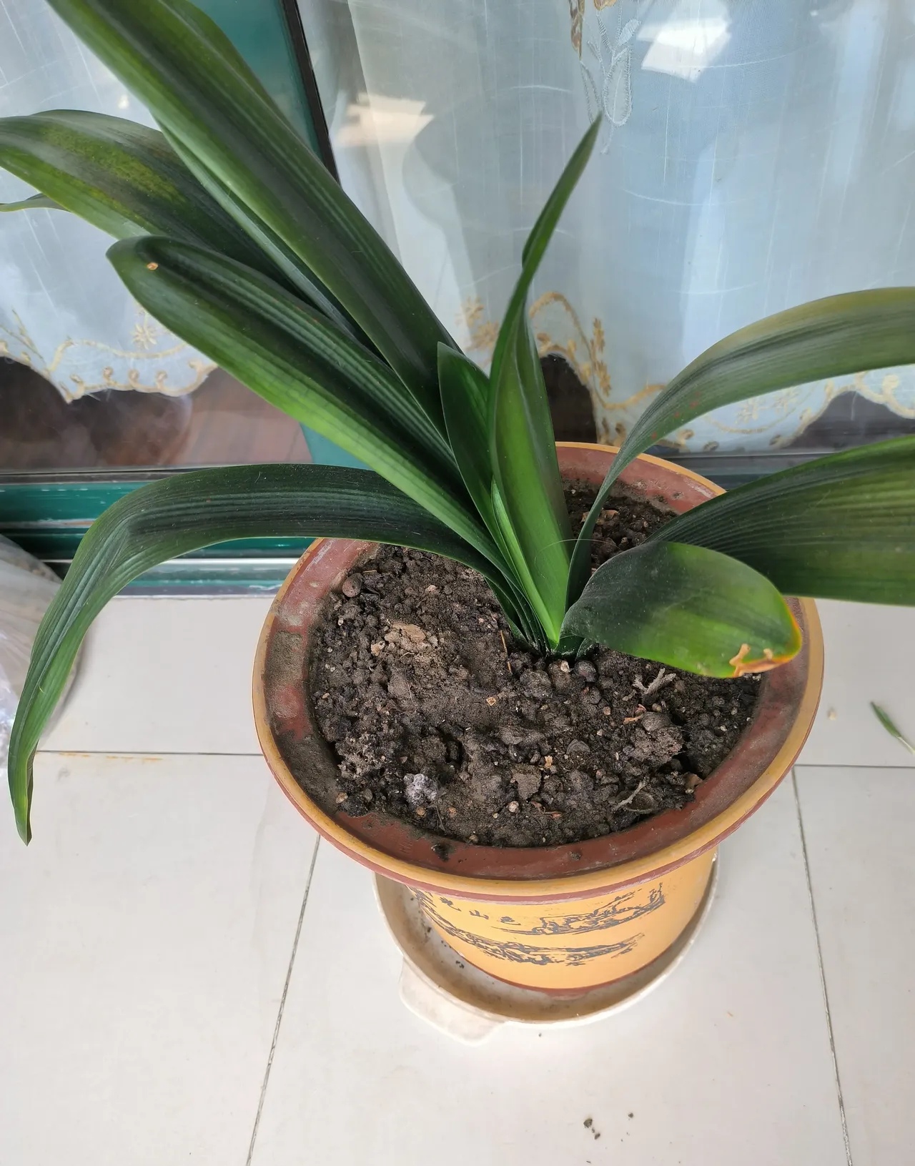 这棵君子兰养了有十年五六岁的时候每年开花连开三年