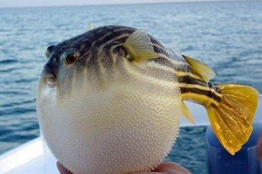 河豚是生活在海洋,河流和淡水湖泊的可爱鱼类,以小型无脊椎动物和软体