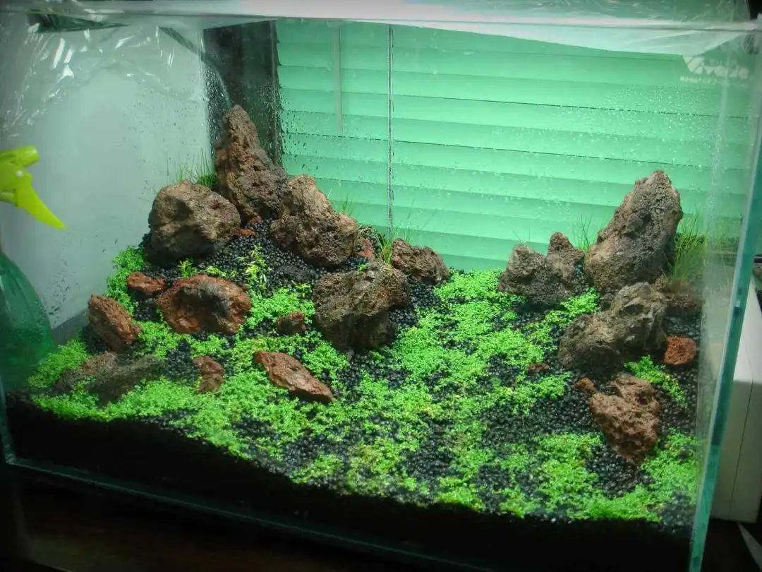 好状态!1米火山石造景,40缸无水启动火山石草坪