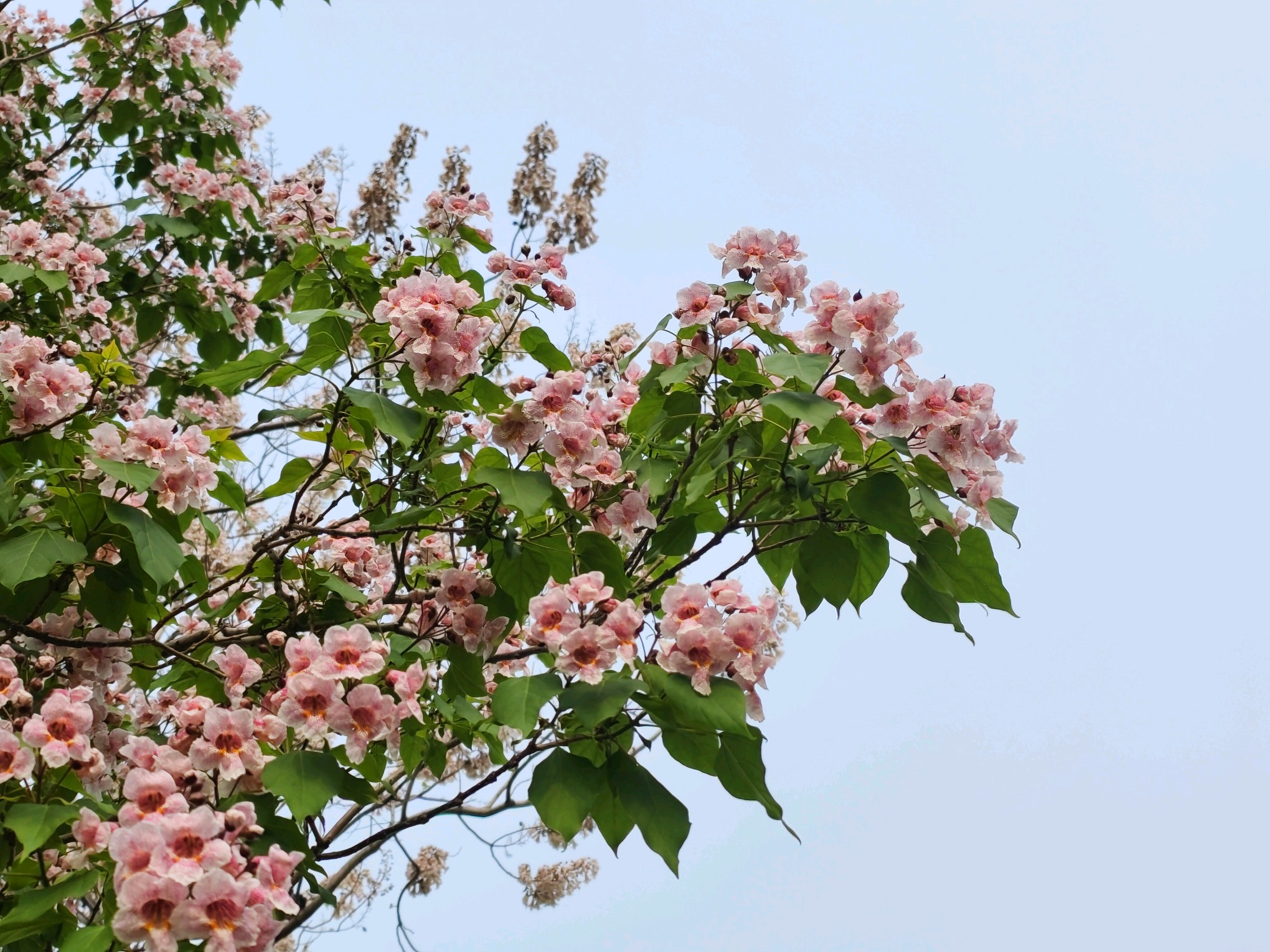 "百木之王"楸树 粉紫花成簇如"紫气东来"