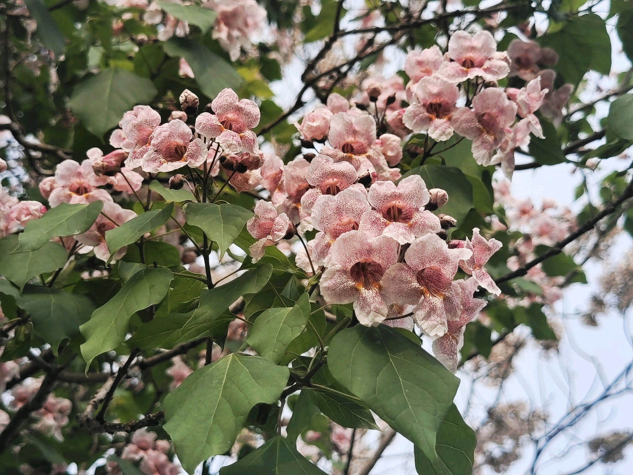 "百木之王"楸树 粉紫花成簇如"紫气东来"