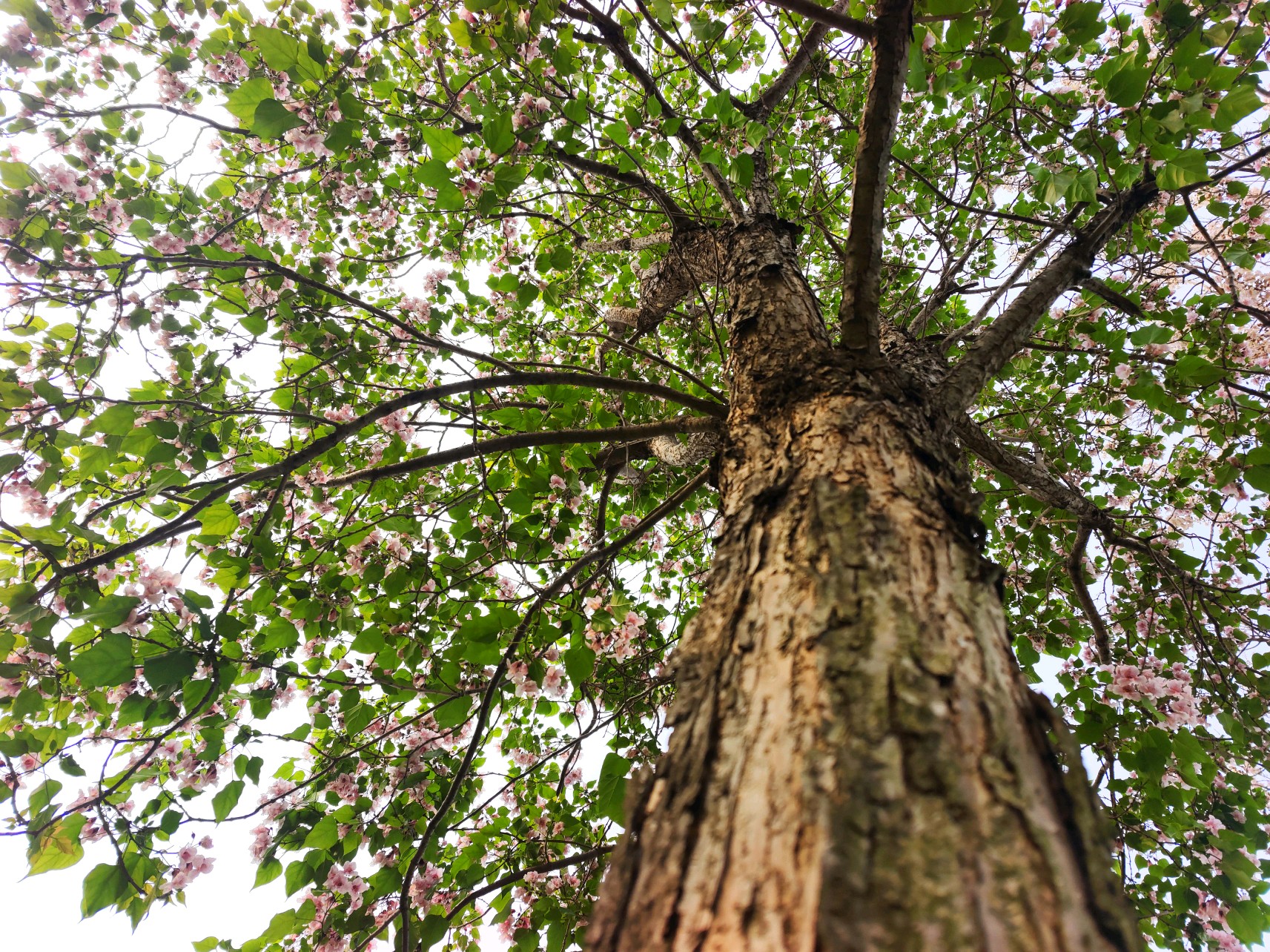 "百木之王"楸树 粉紫花成簇如"紫气东来"