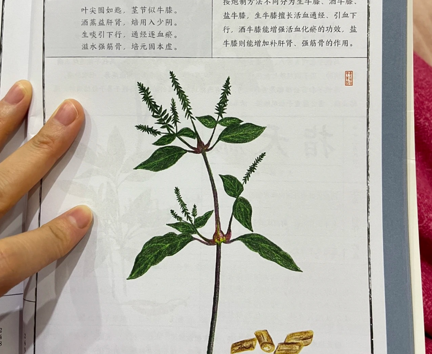 倒扣草的功效图片