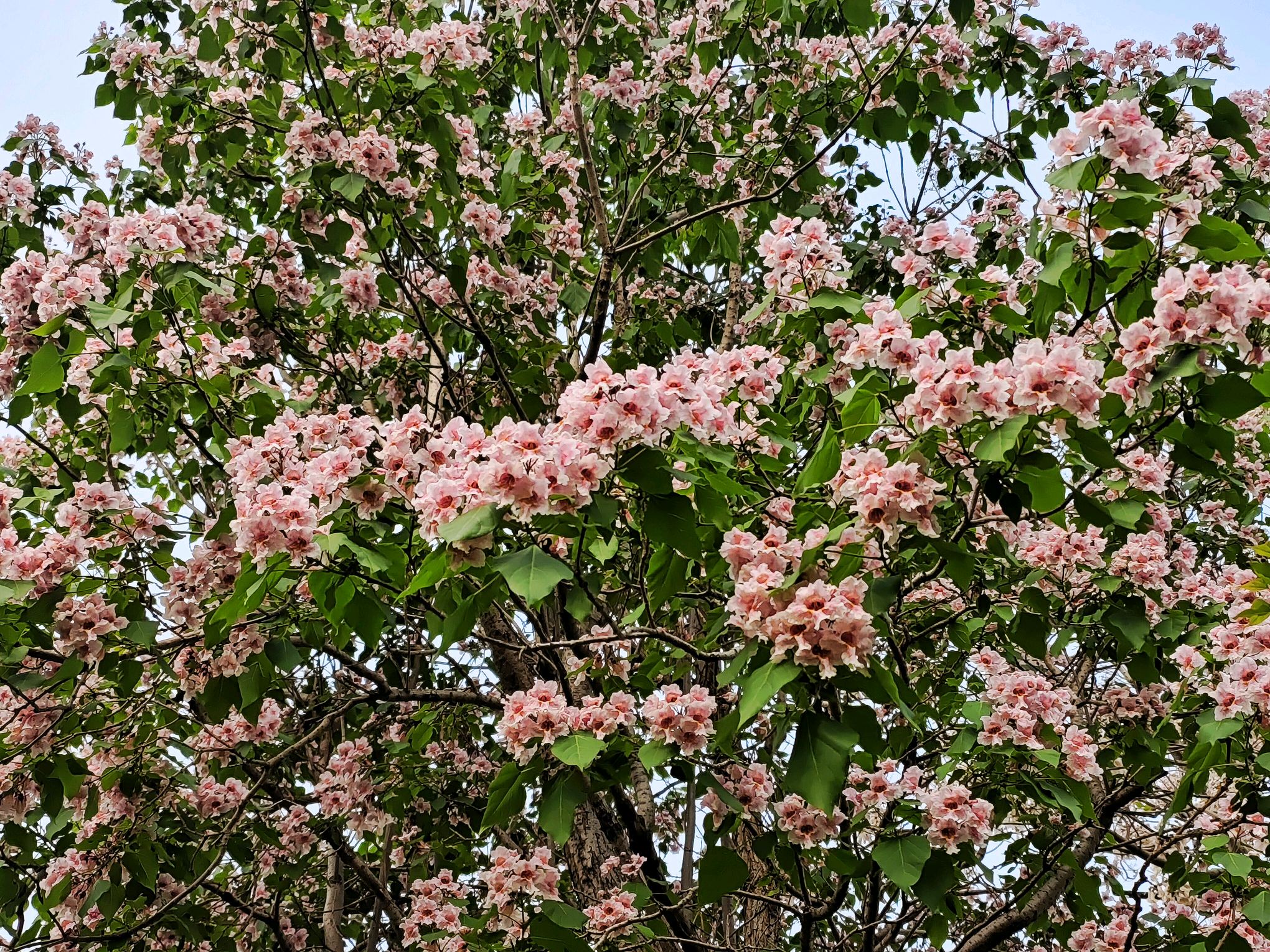 "百木之王"楸树 粉紫花成簇如"紫气东来"