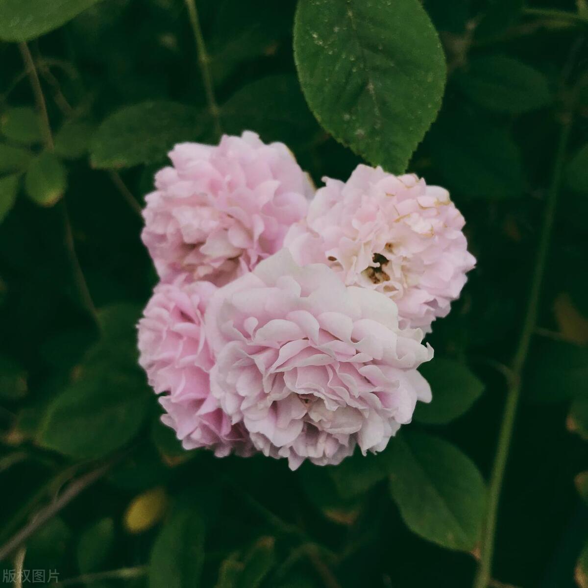 三春过后诸芳尽,开到荼蘼花事了——荼蘼,末路之美,永昼繁华