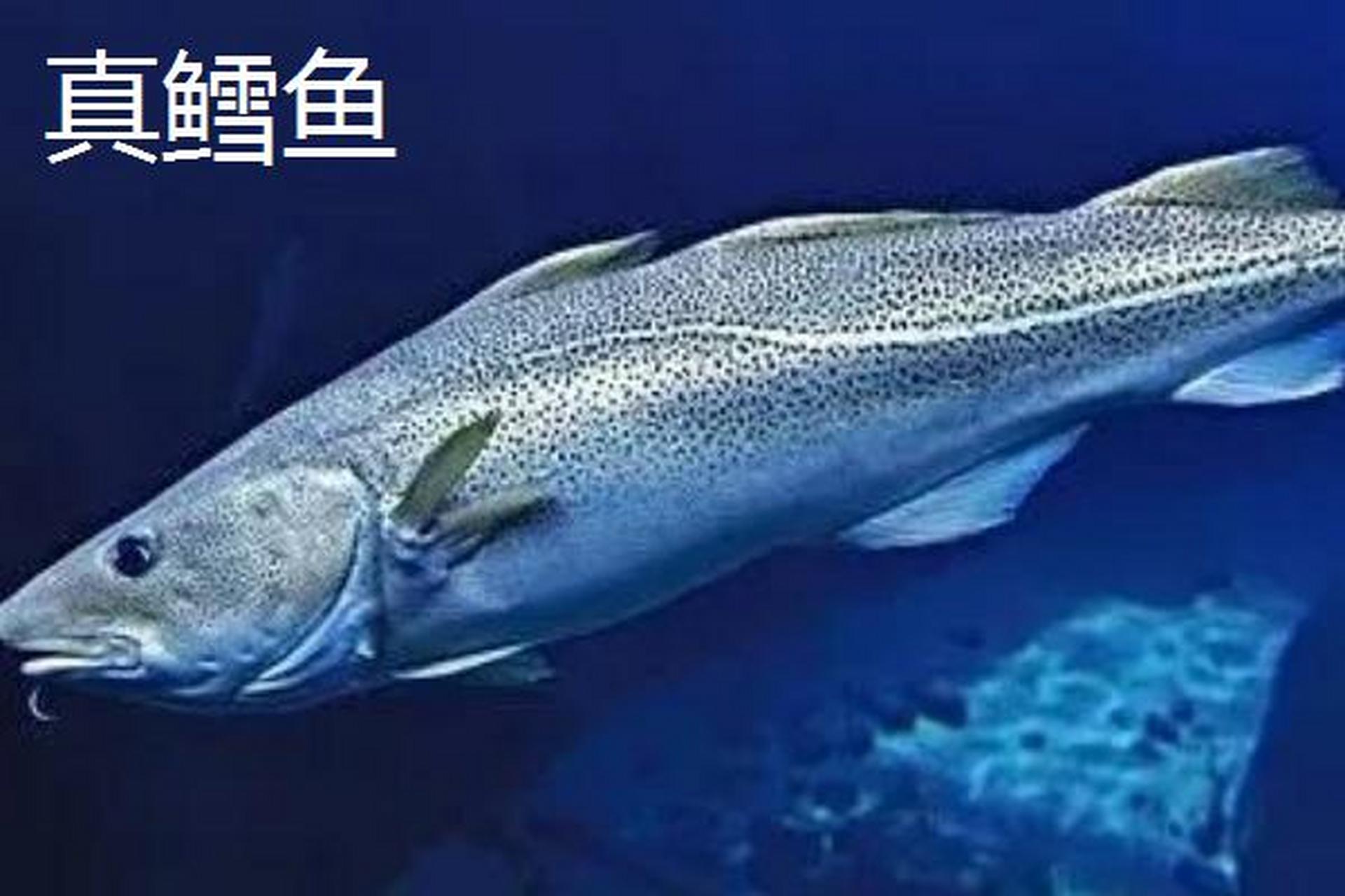 深海银鳕鱼,海中黄金!