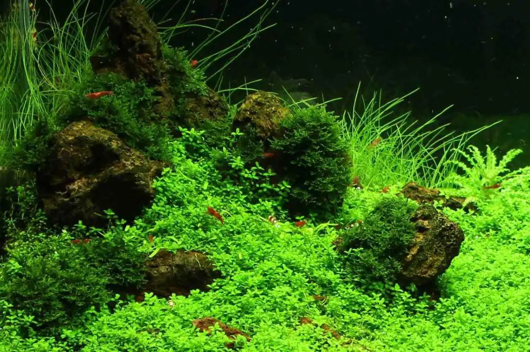 好状态!1米火山石造景,40缸无水启动火山石草坪