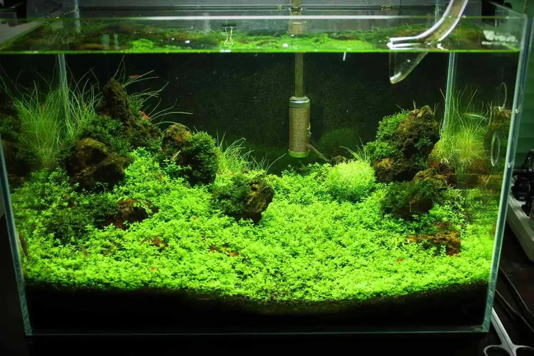 好状态!1米火山石造景,40缸无水启动火山石草坪