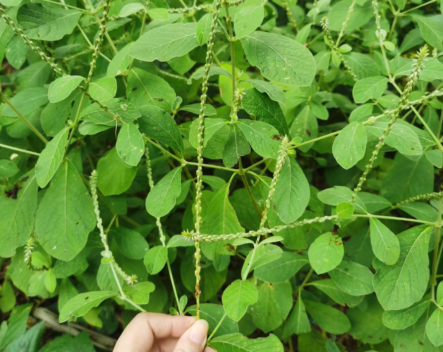 倒扣草的别名图片