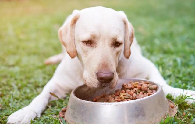 一般"低智商"的狗,都有这些特征,你家狗有吗?