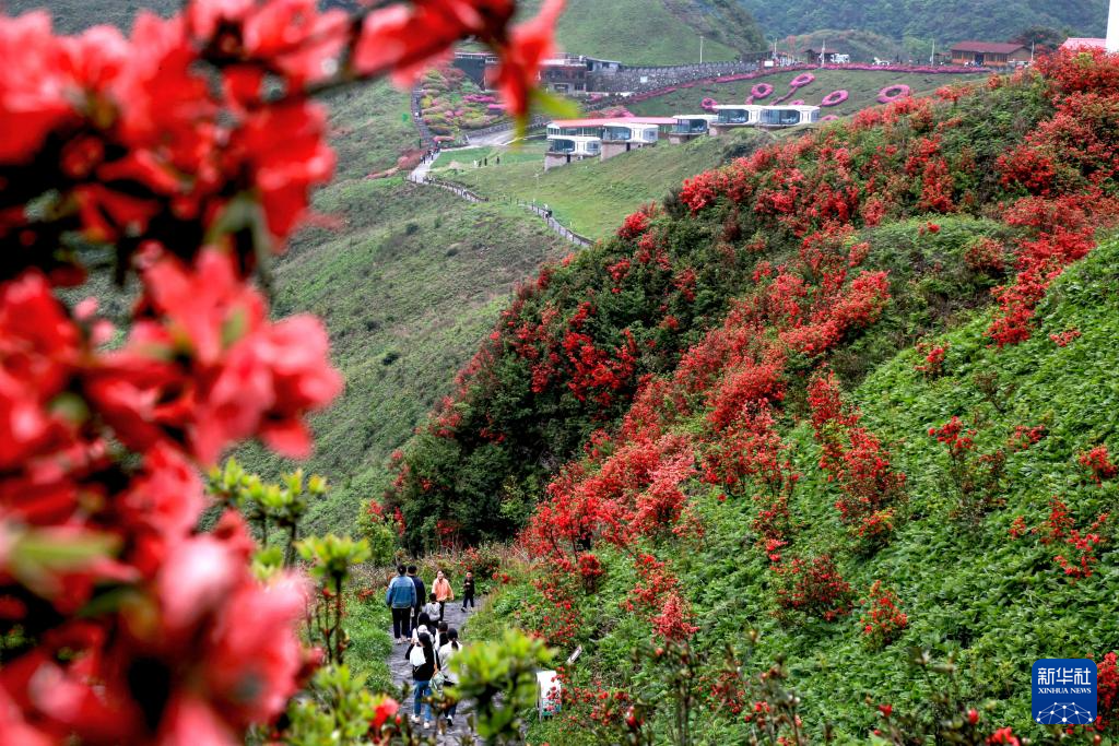 侗族自治州丹寨县龙泉山,黄平县谷陇镇大高山等地高山杜鹃花竞相绽放