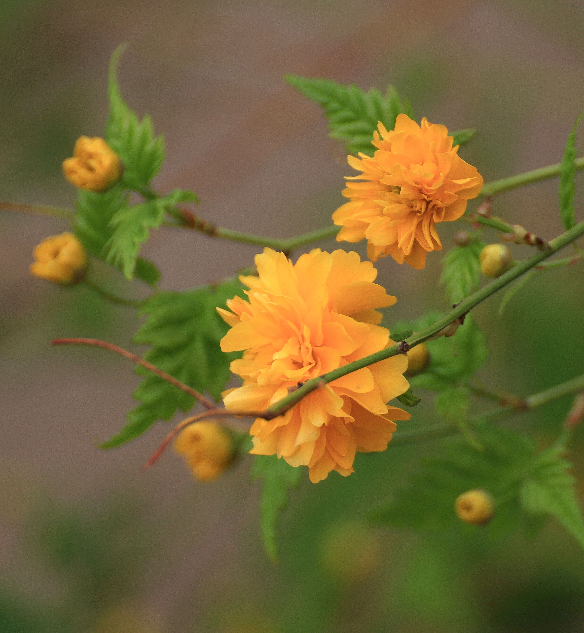 棣棠花,春夏都开花