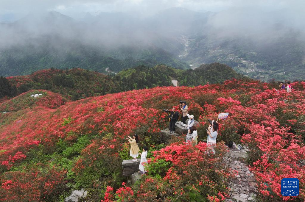 侗族自治州丹寨县龙泉山,黄平县谷陇镇大高山等地高山杜鹃花竞相绽放