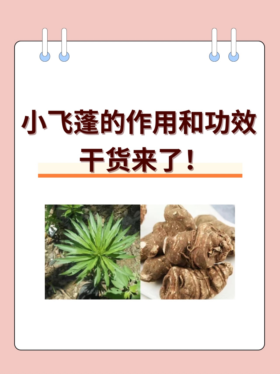 97小飞蓬的作用和功效,干货来了!