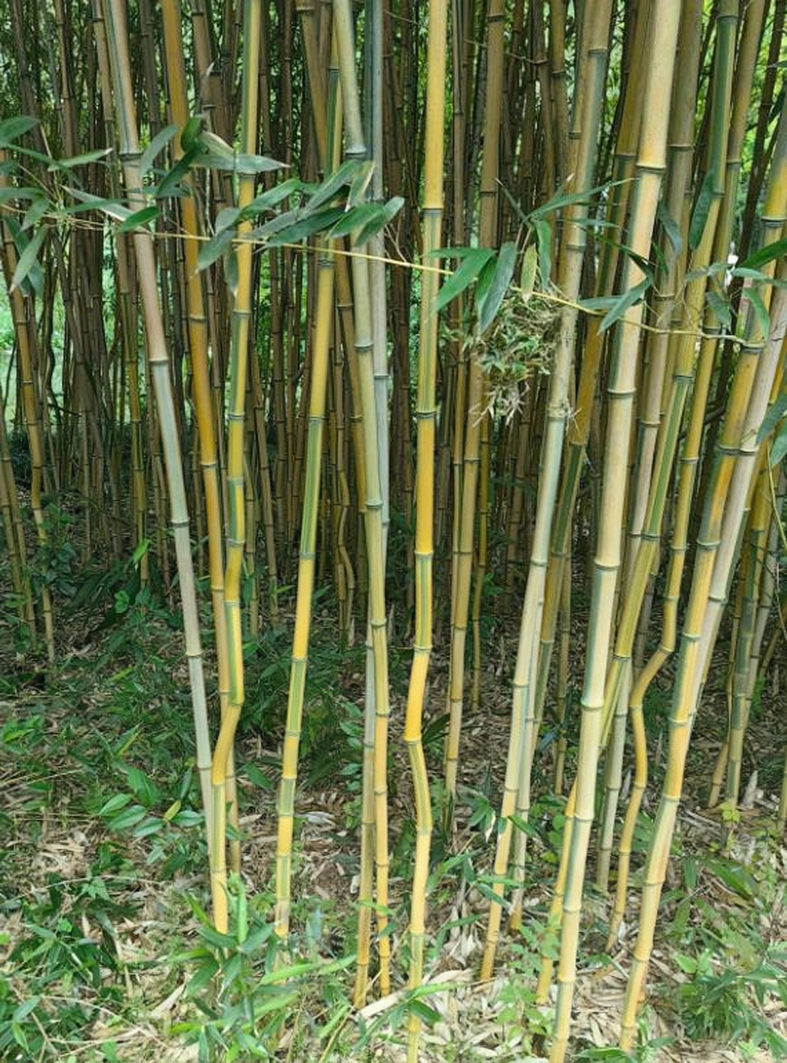 看到这奇特的黄竹,下弯上直,告诉了我,无论面对多大的困难,只要有着