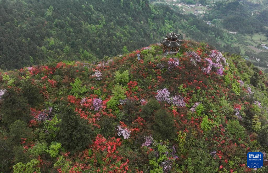 侗族自治州丹寨县龙泉山,黄平县谷陇镇大高山等地高山杜鹃花竞相绽放