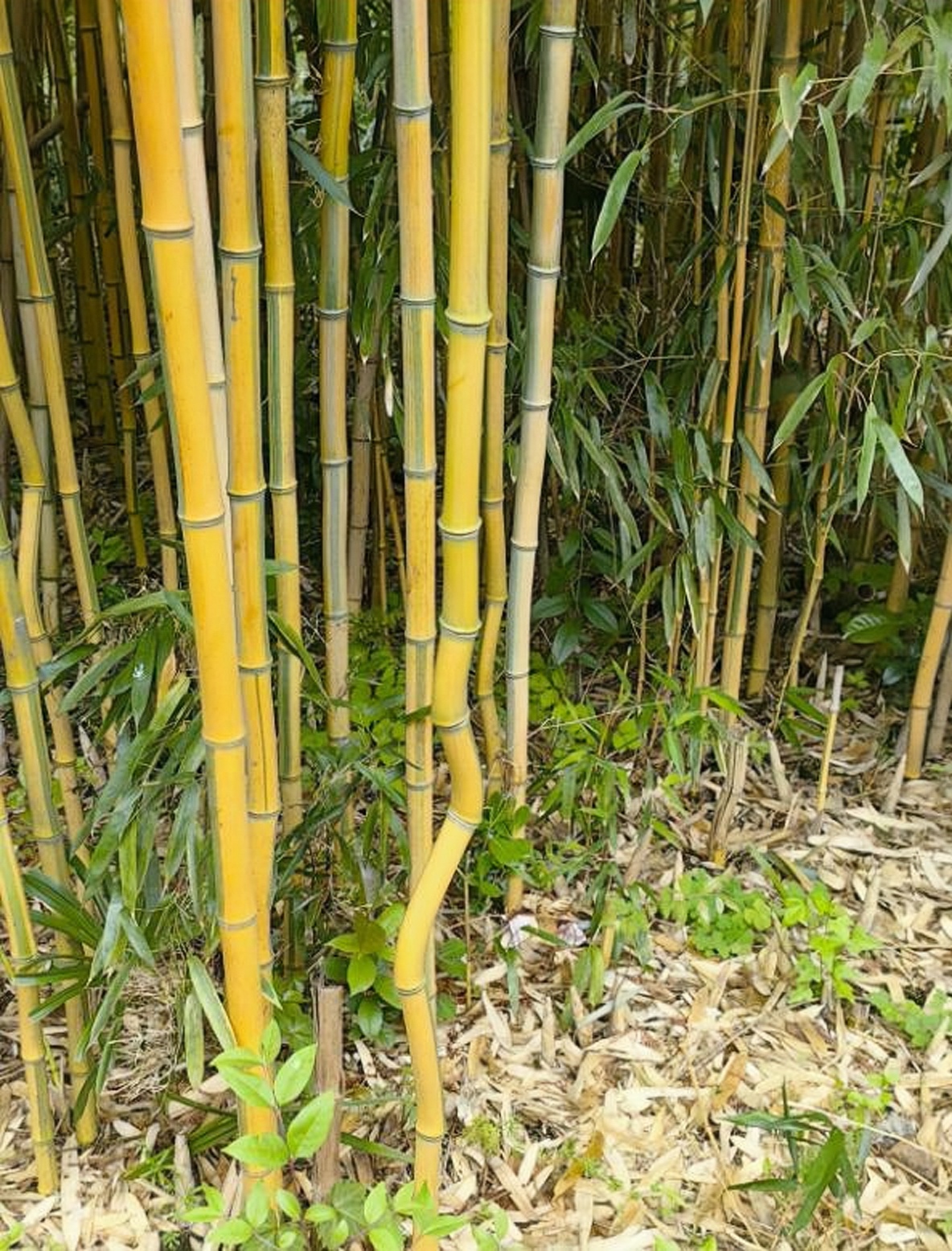 看到这奇特的黄竹,下弯上直,告诉了我,无论面对多大的困难,只要有着