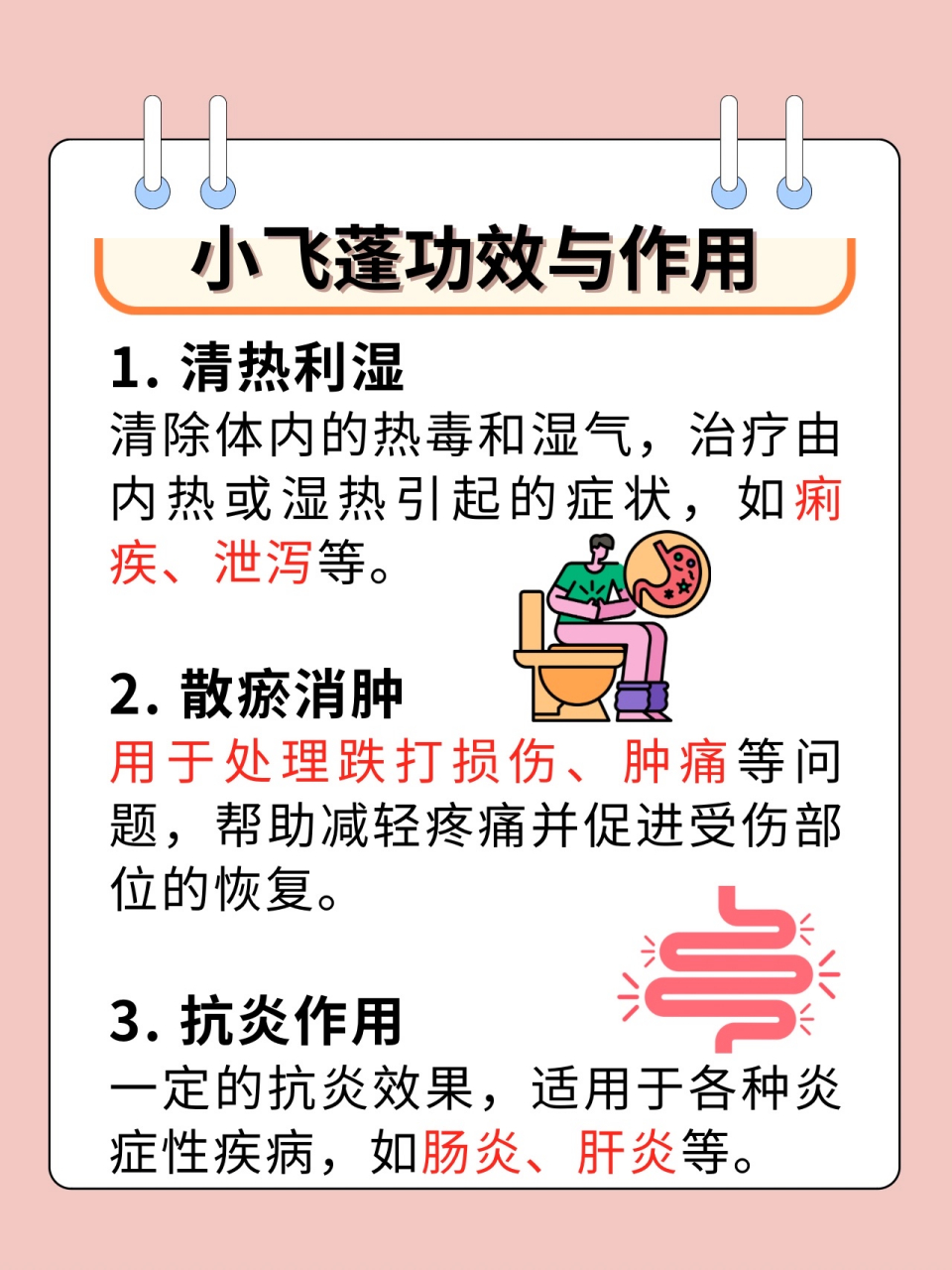 97小飞蓬的作用和功效,干货来了!