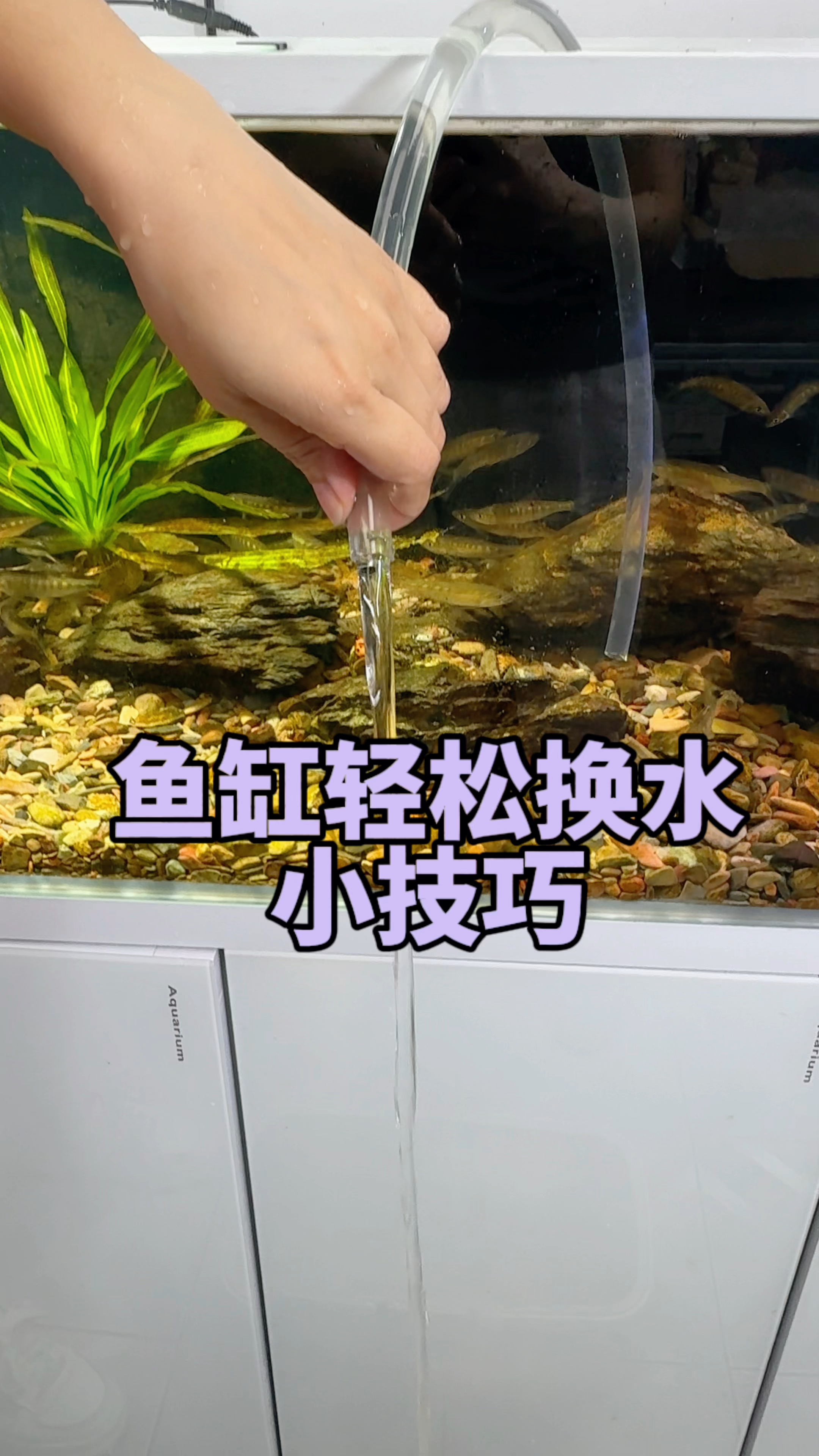 万万没想到 一根管子就能轻松给鱼缸换水#水族#观赏鱼 #养鱼日记