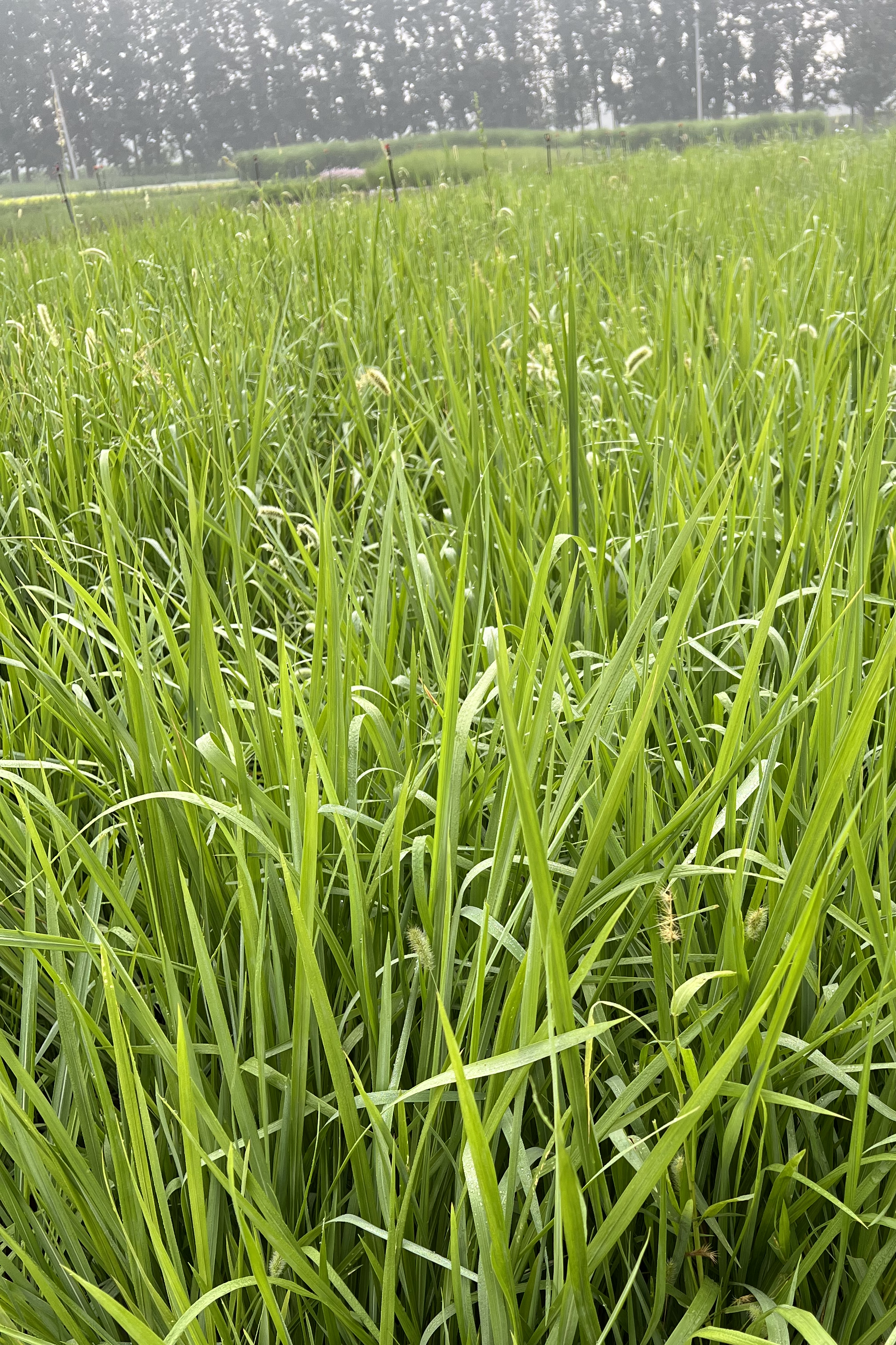 生命力顽强的小草不仅是优质饲料和编织材料来源;还能