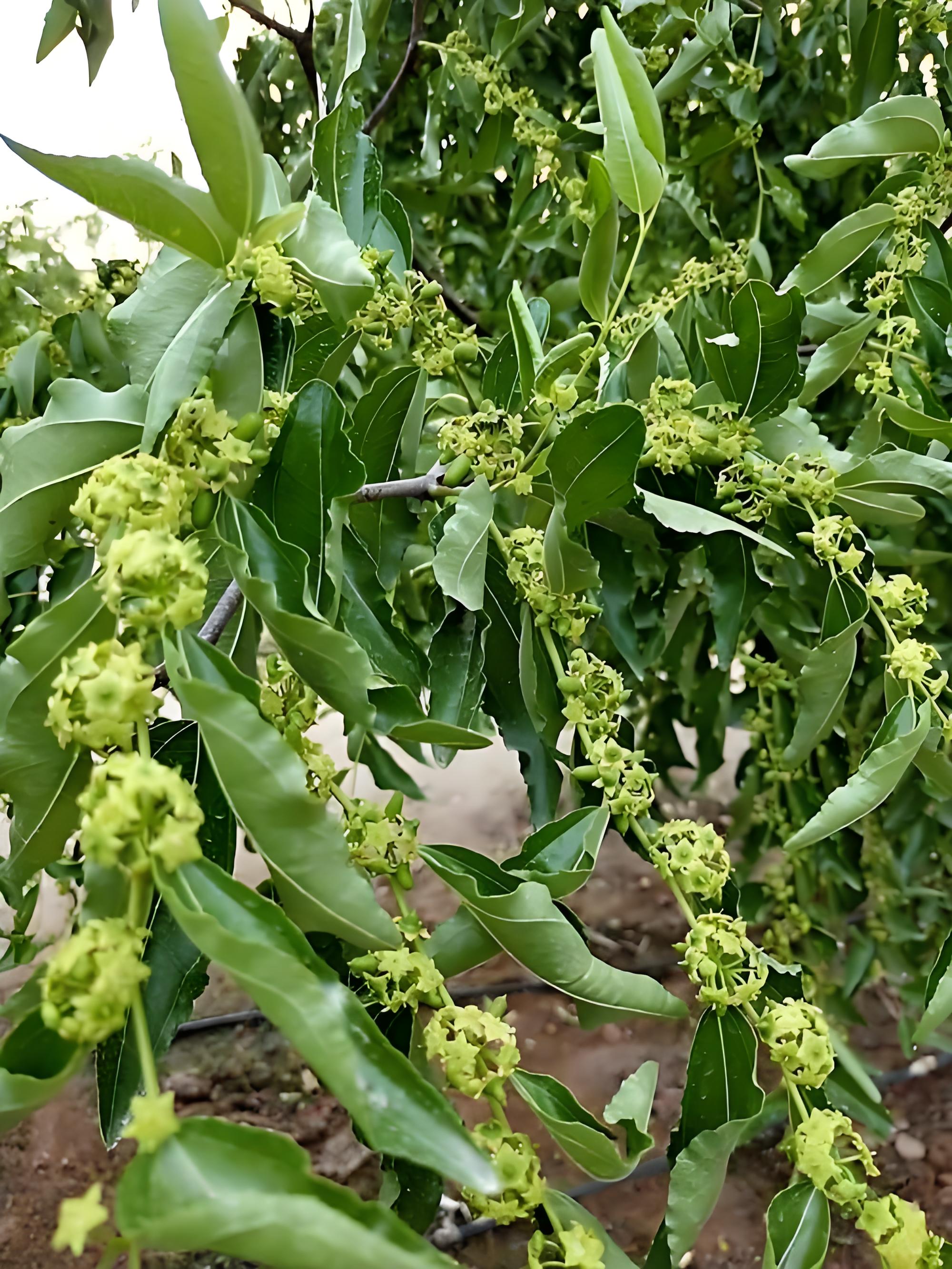 枣树几月份开花图片