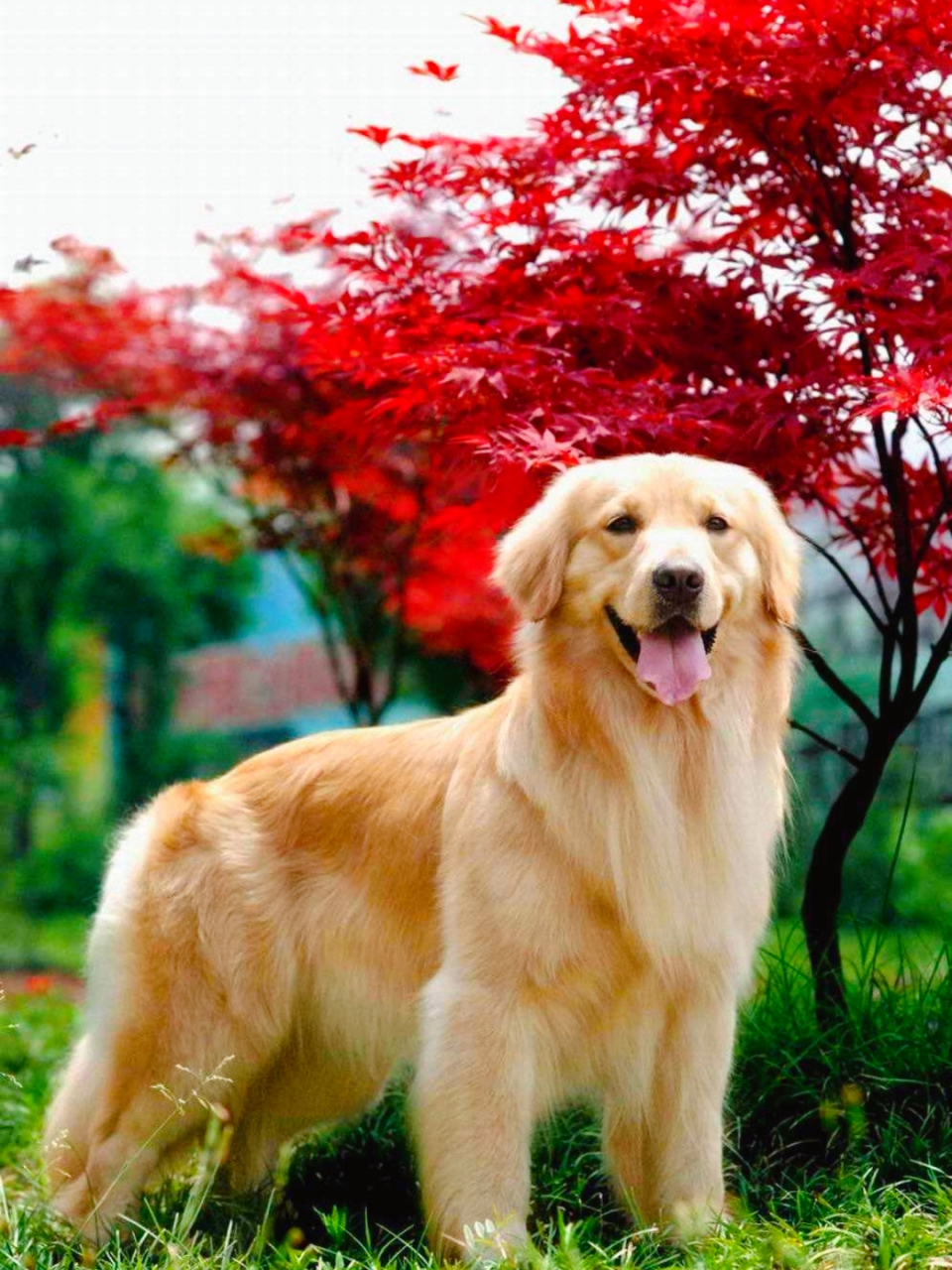 纯种金毛犬具有方正头部,明亮深棕色眼睛,纯黑色鼻子和嘴巴,匀称强壮