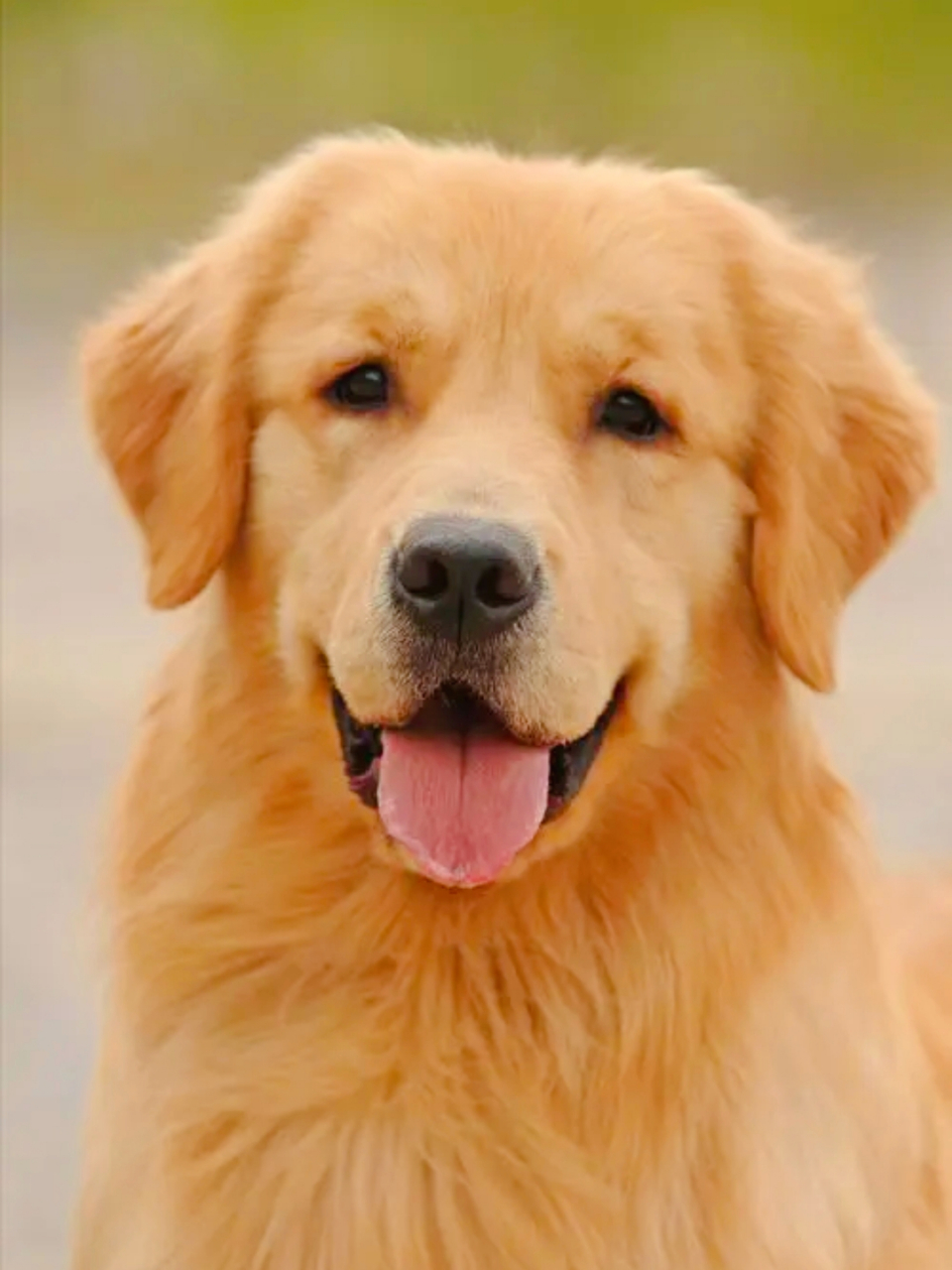 纯种金毛犬具有方正头部,明亮深棕色眼睛,纯黑色鼻子和嘴巴,匀称强壮