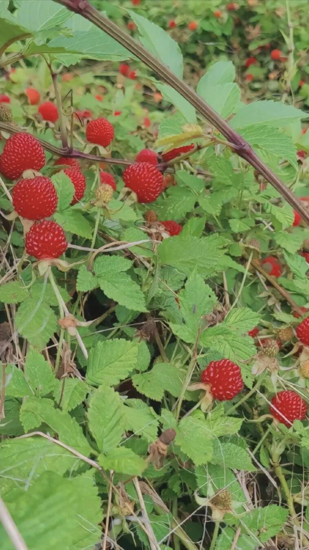 野草莓你们吃过吗