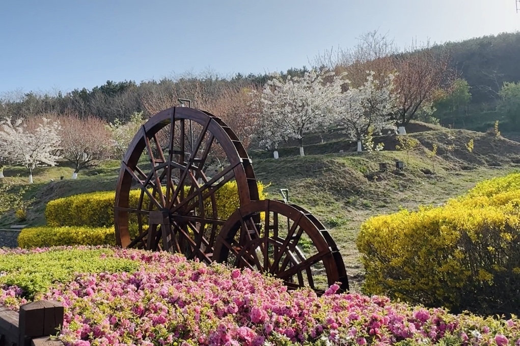 旅顺203樱花园,位于大连市旅顺口区,东部的太阳沟风景区,占地面积约6