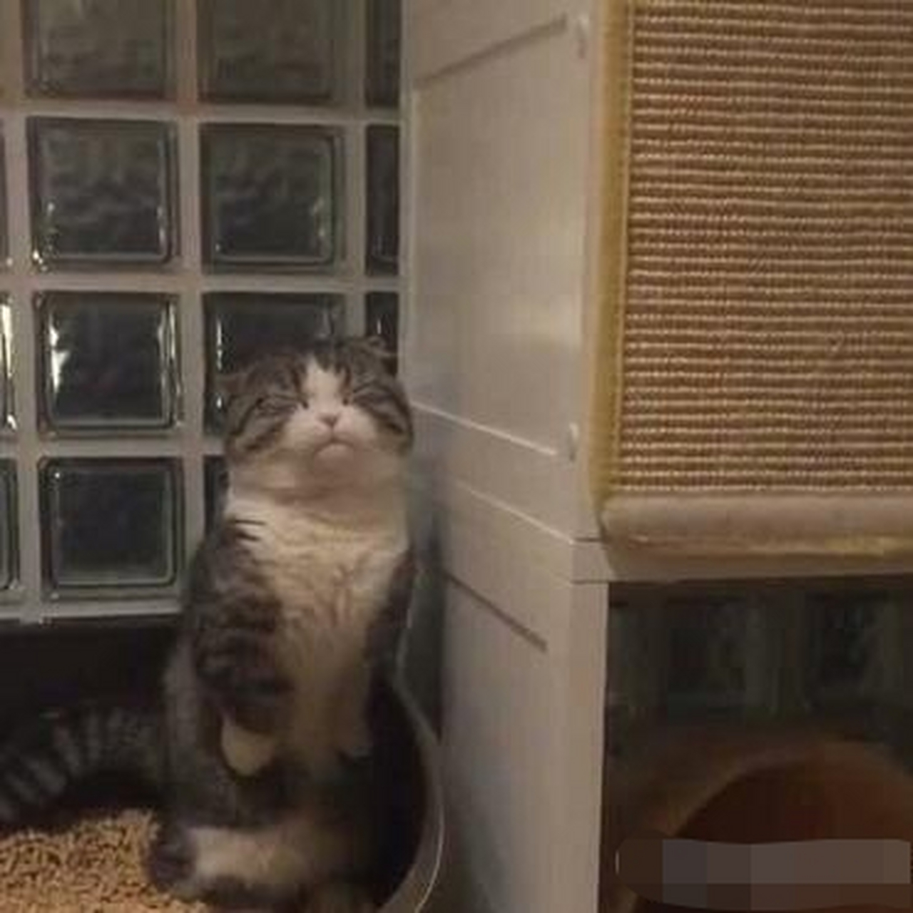 这只猫的表情太逗了,瞬间破防了.