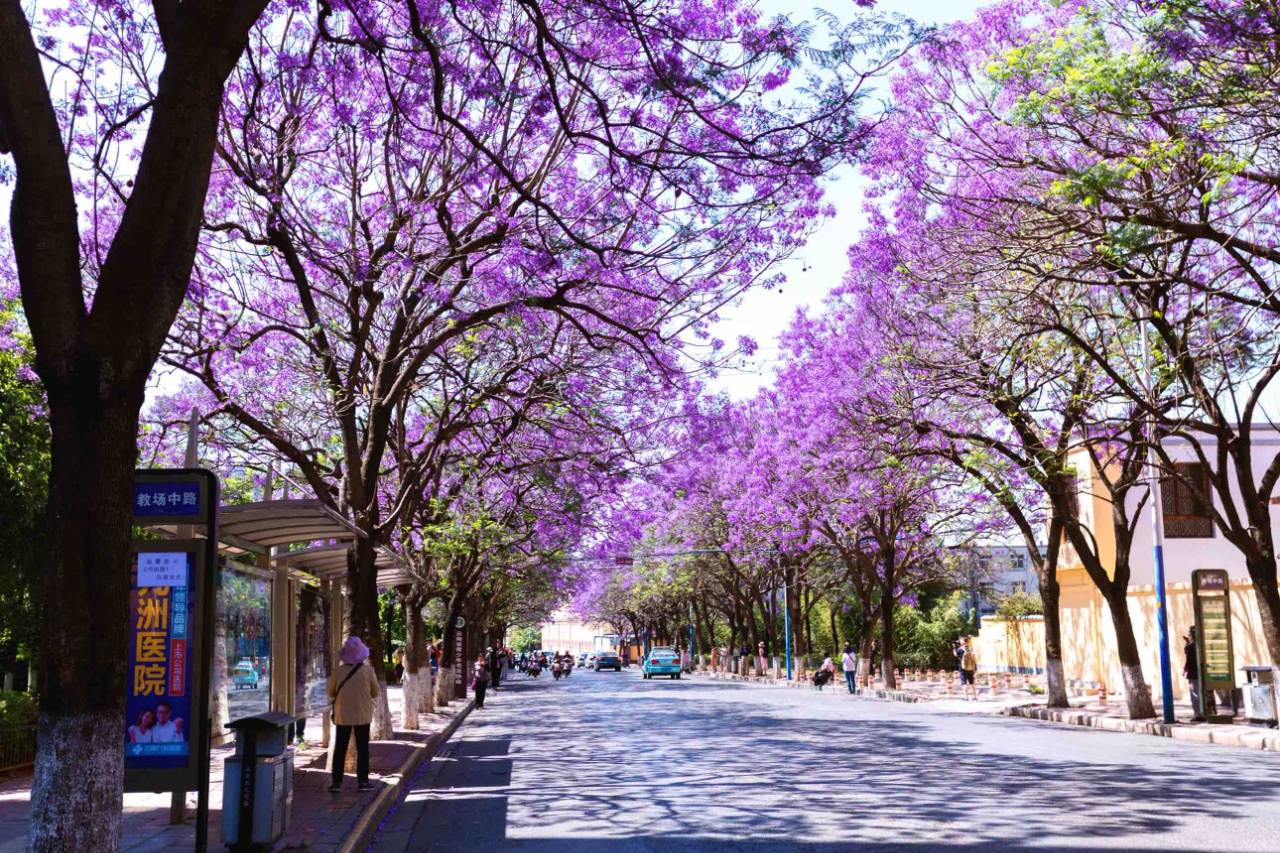 蓝花楹啊蓝花楹,你是蓝色小精灵,春天你把花开放,千里万里送真情!