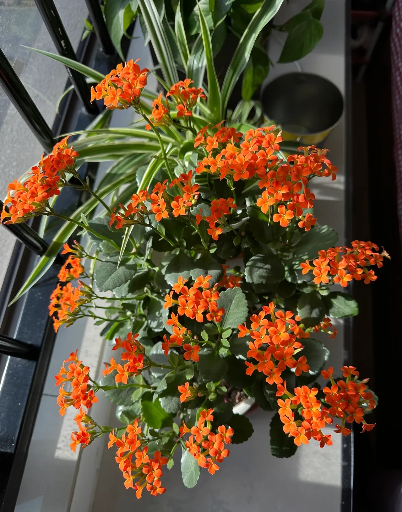 关于花卉价格视频的信息 关于花草
代价
视频的信息（关于花草代价视频的信息怎么写） 花卉