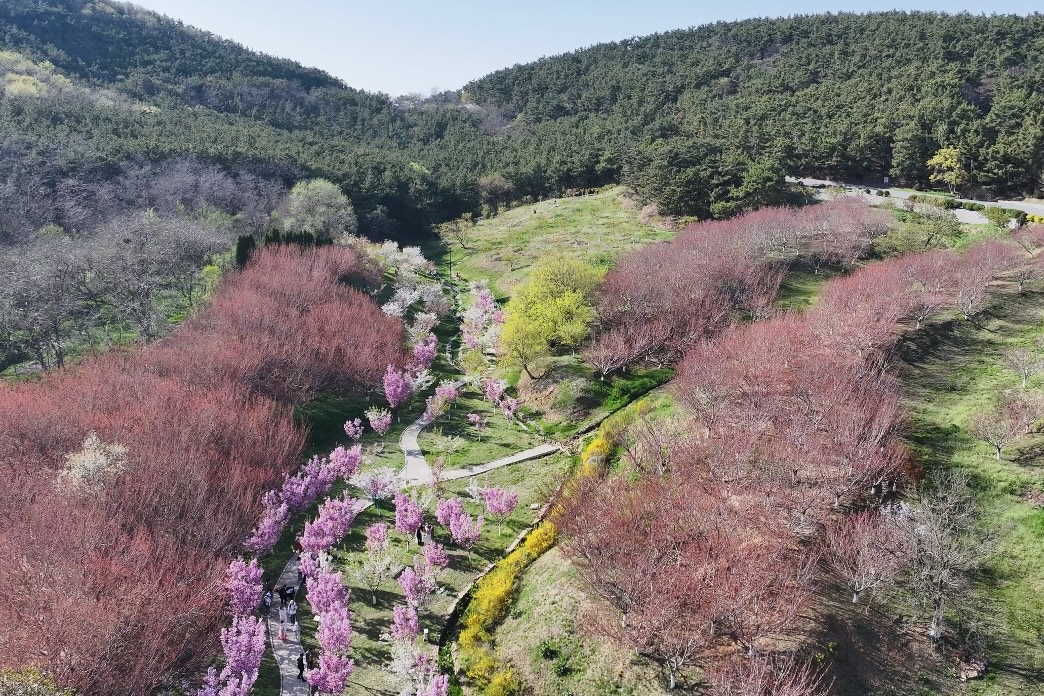 旅顺203樱花园,位于大连市旅顺口区,东部的太阳沟风景区,占地面积约6