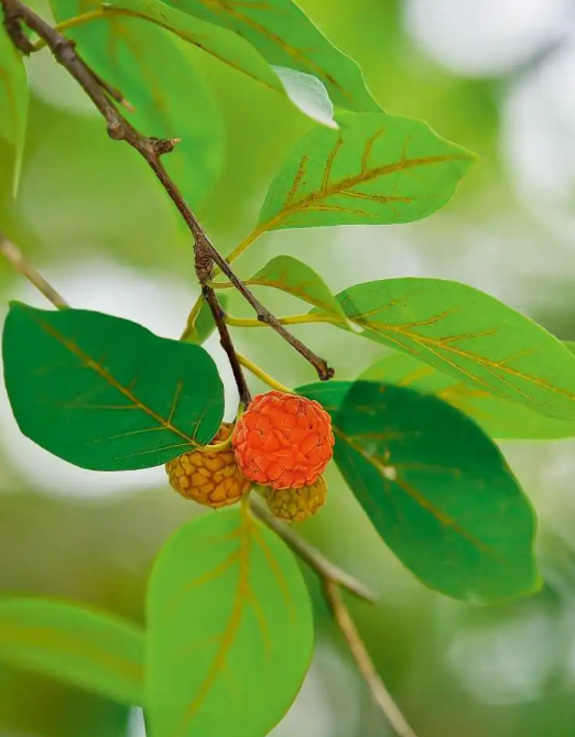 柘木又名桑柘木,是十大珍贵名木之一,家乡有保护好,别随意破坏