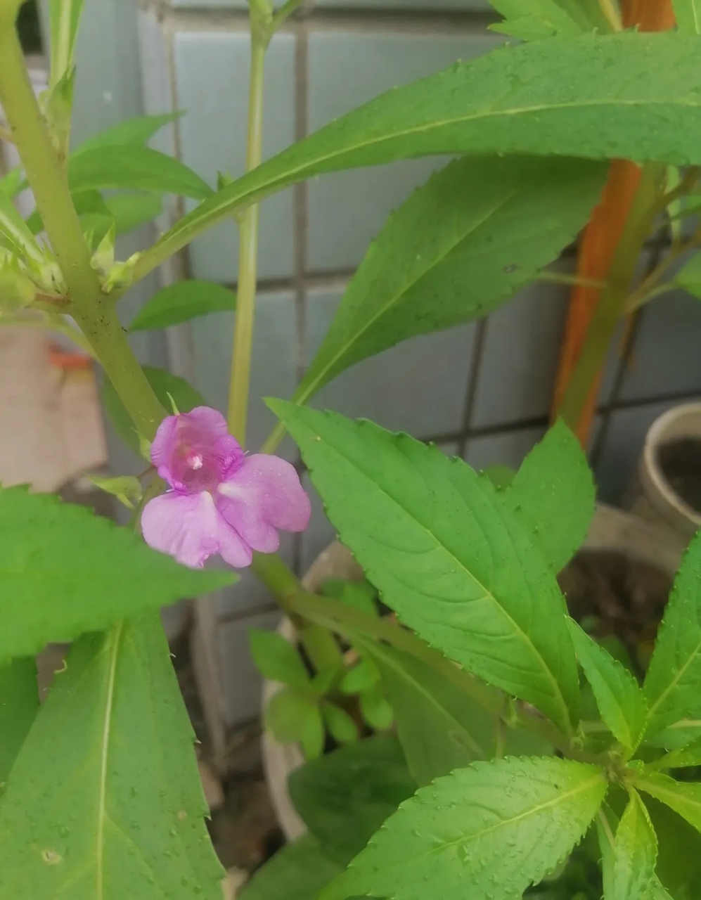 我的凤仙花开花啦 偶然知道凤仙花可以染头发,今年春节后买了种子来种