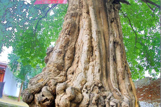 传说中的帝王木,柘树,不仅珍稀还超级多功能!