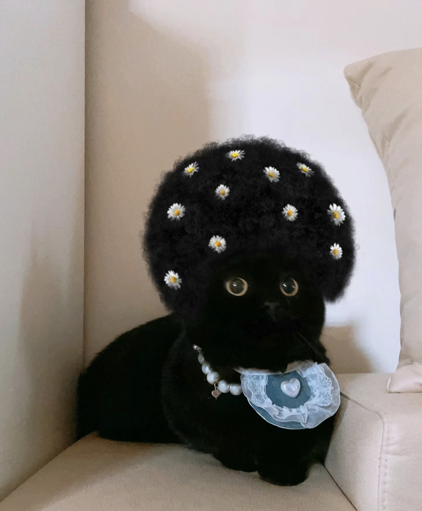 黑猫的名字大全可爱