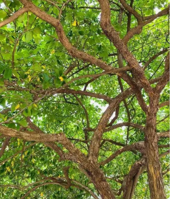 柘木又名桑柘木,是十大珍贵名木之一,家乡有保护好,别随意破坏